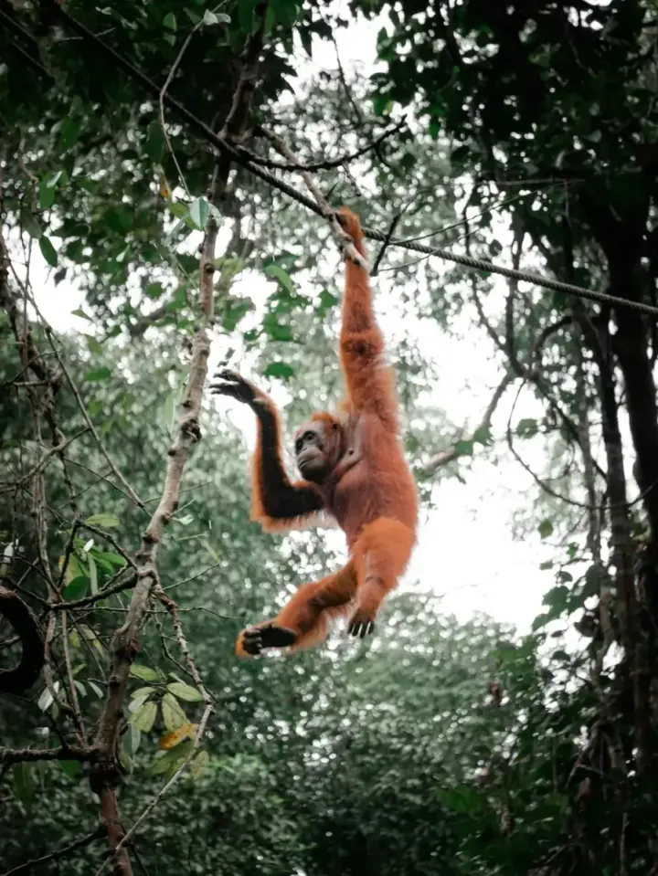 Sumatra (Gunung Leuser / Bukit Lawang)