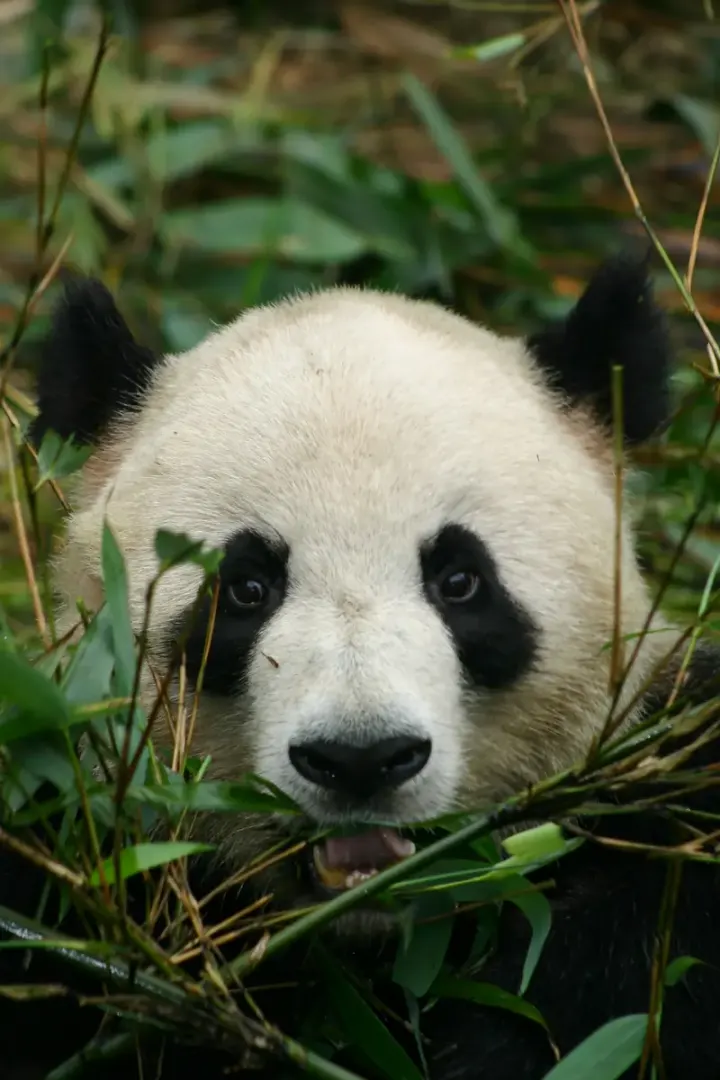 Sichuan: Chengdu, Dujiangyan, Wolong and Bifengxia (China)