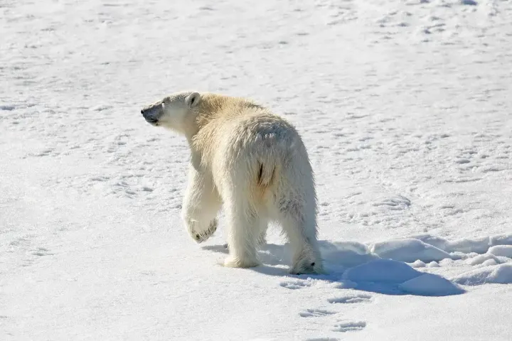 Churchill Wildlife Management Area, Manitoba, Canada