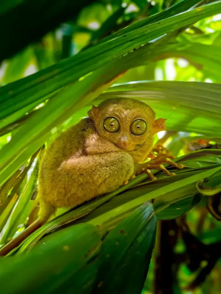 Corella Tarsier Sanctuary, Bohol, Philippines