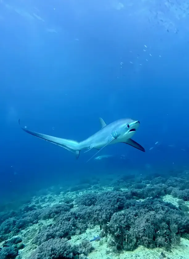 Monad Shoal / Kimud Shoal, Malapascua, Philippines