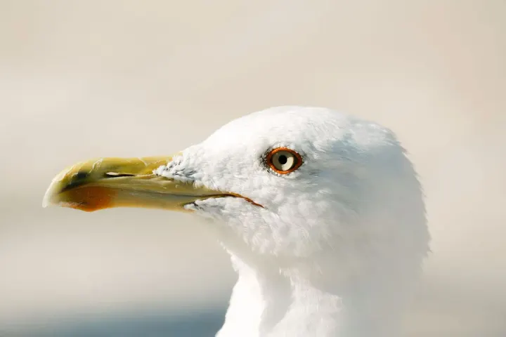 Cape Town pelagics (False Bay), South Africa