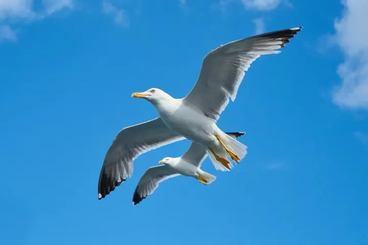 Espanola (Punta Suarez), Galapagos, Ecuador