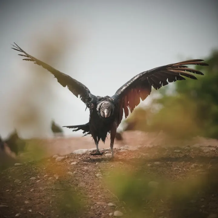 Antisana Ecological Reserve, Ecuador