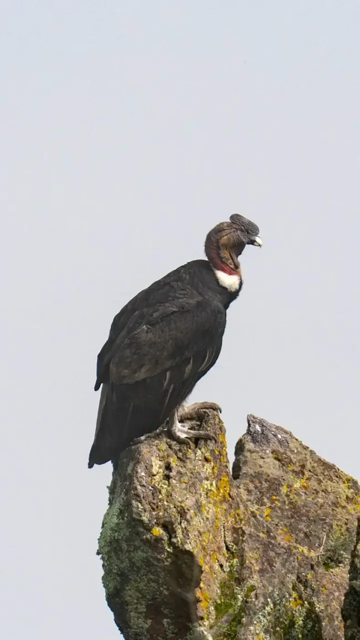 Colca Canyon (Cruz del Condor), Peru