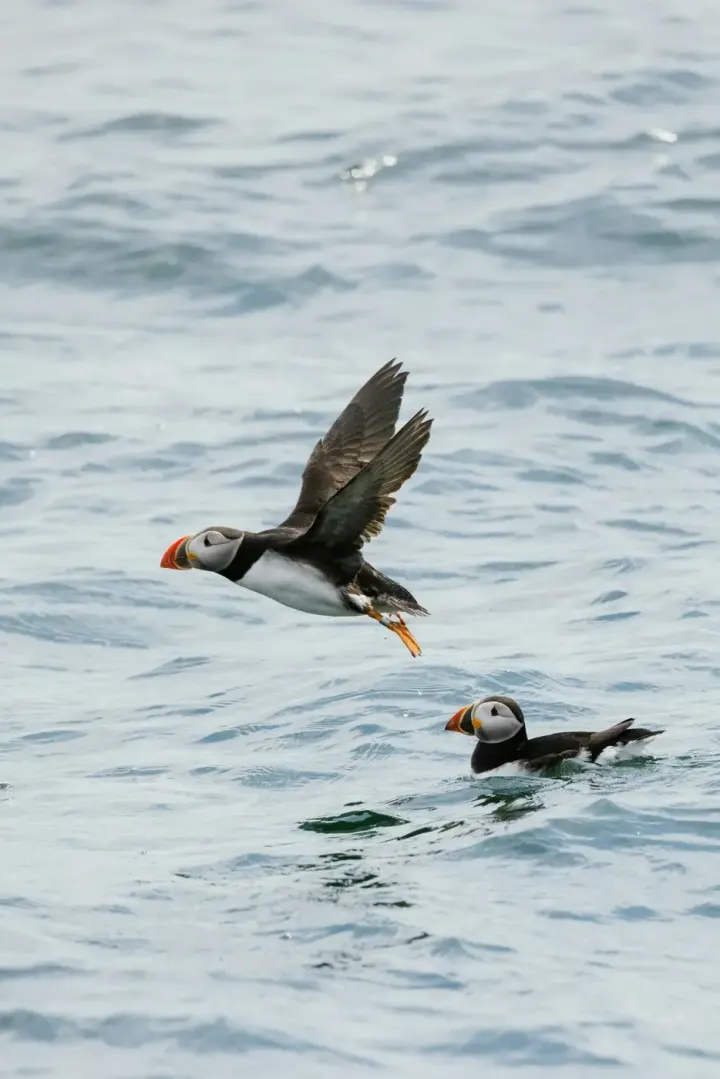 Farne Islands, Northumberland, England