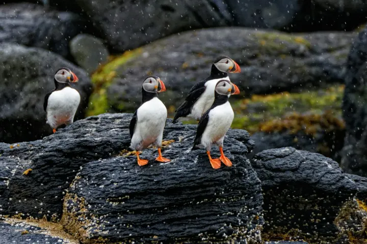 Machias Seal Island (off Maine), USA Northeast