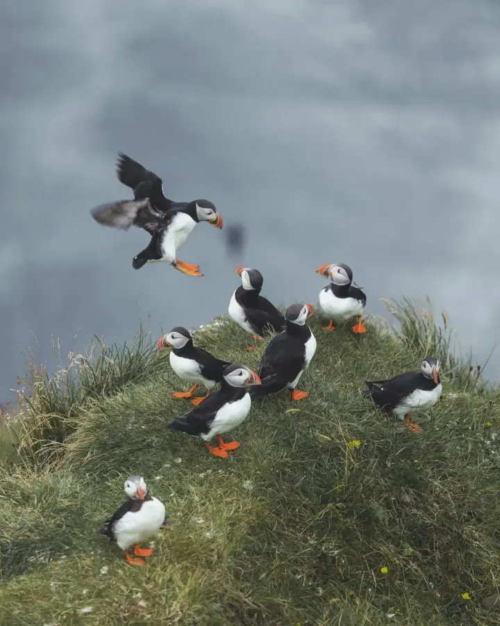 Witless Bay Ecological Reserve, Newfoundland, Canada