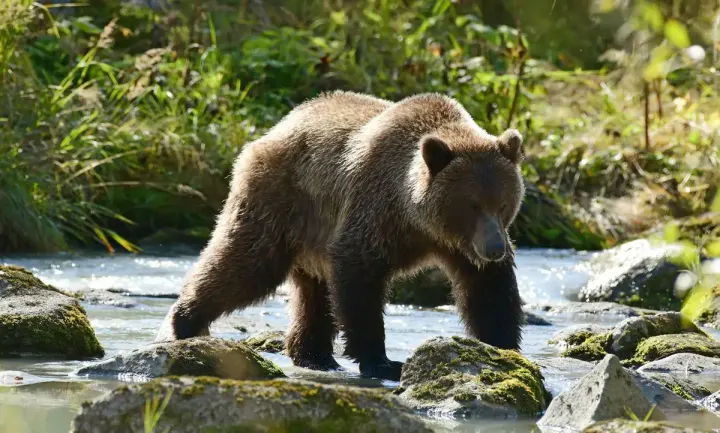 Pack Creek Admiralty Island, USA Alaska