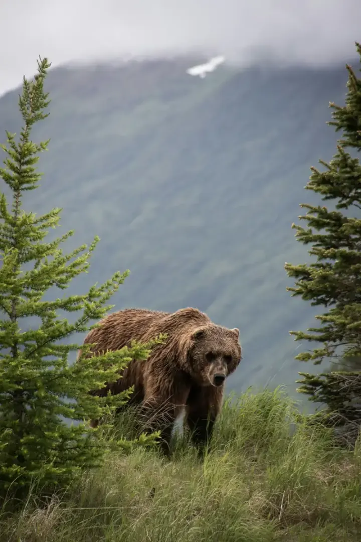 Katmai Brooks Falls & Lake Clark, USA Alaska