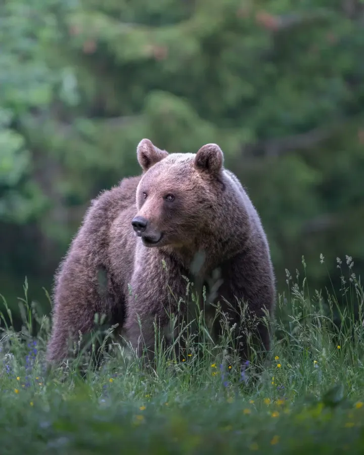 Dinaric Alps hides, Slovenia & Croatia