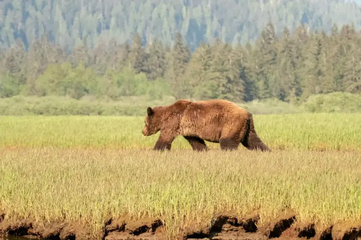 Yellowstone & Grand Teton, USA West
