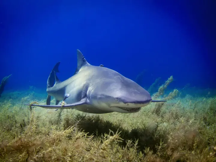 Bimini (Bahamas)