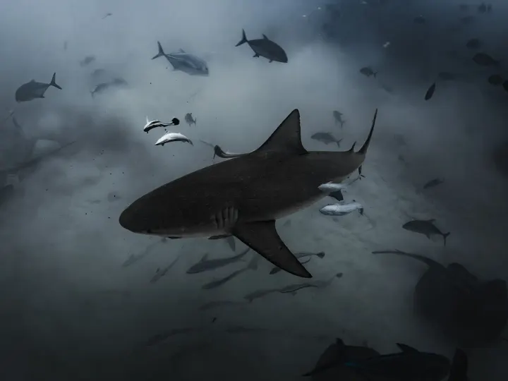 Playa del Carmen (Mexico)