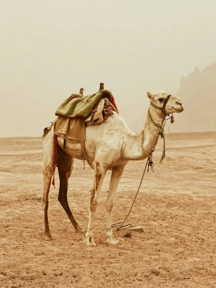 Thar Desert, Pushkar & Jaisalmer (Rajasthan, India)