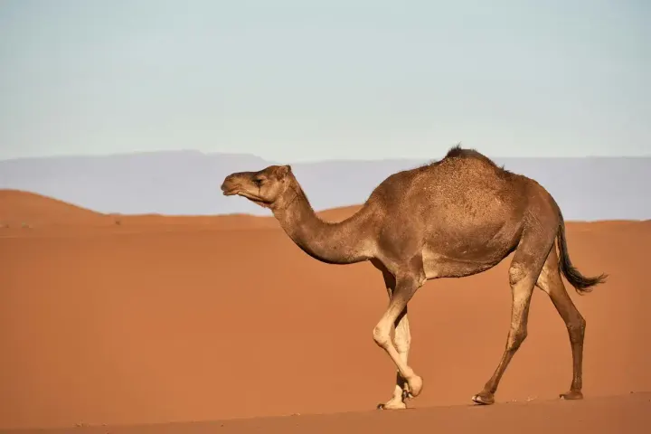 Sahara, Merzouga & Erg Chebbi (Morocco)