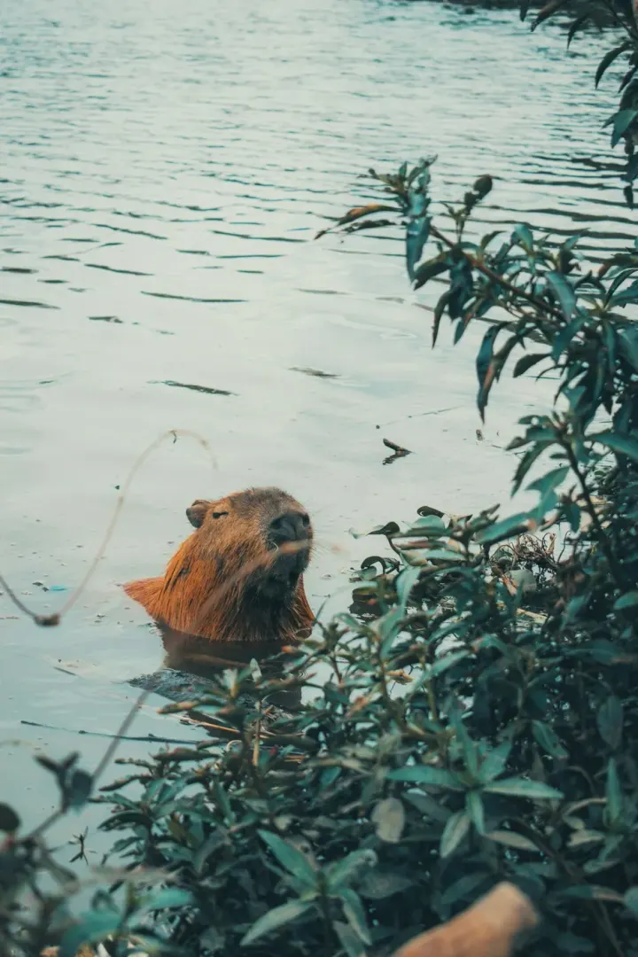Los Llanos (Apure and Barinas), Venezuela