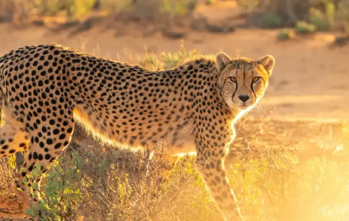 Namibia (Okonjima / AfriCat / Kalahari)