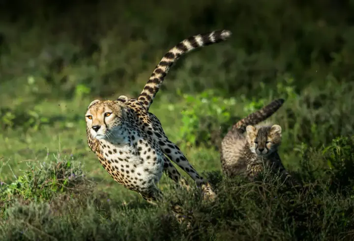 Samara Karoo Reserve (Eastern Cape, South Africa)