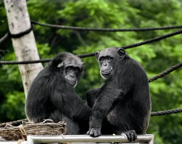 Budongo Forest Reserve (Uganda)