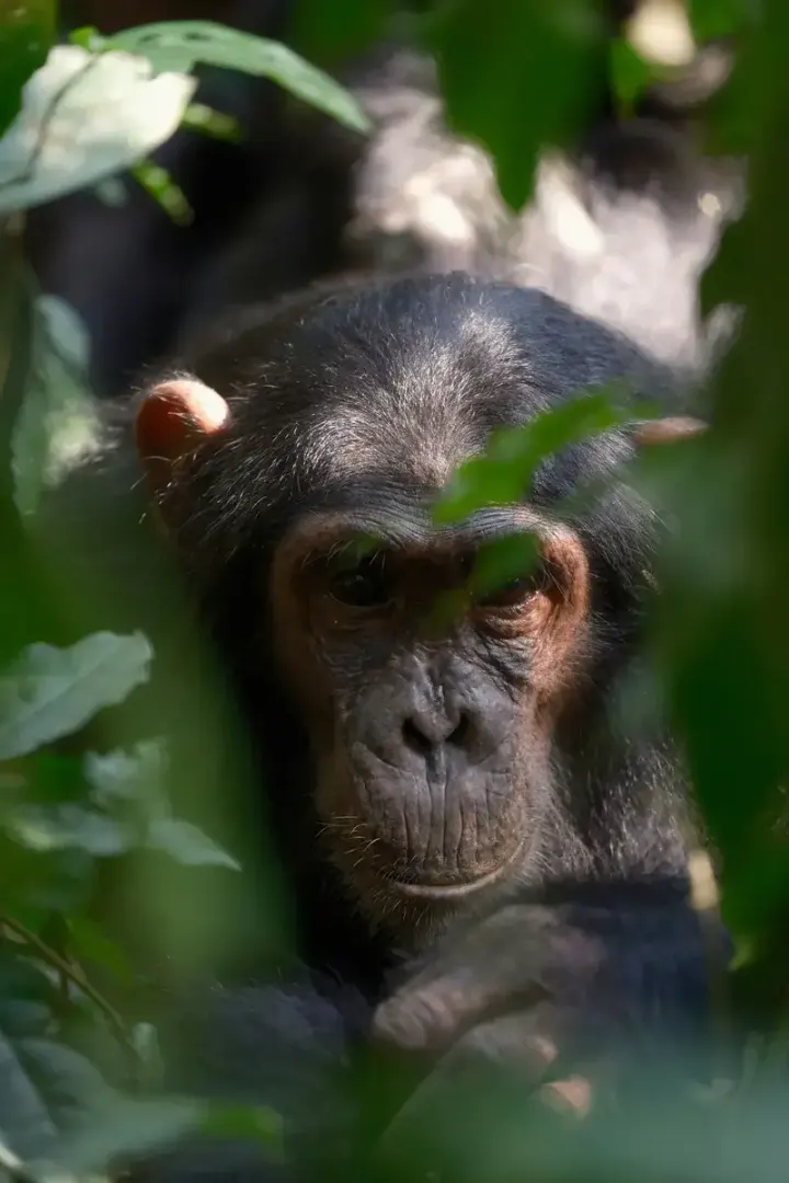 Kyambura Gorge (Queen Elizabeth National Park, Uganda)