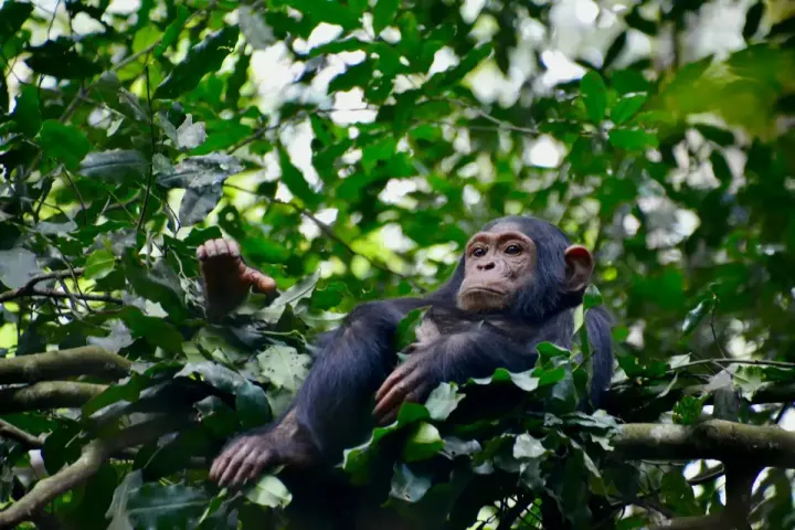 Mahale Mountains National Park (Tanzania)