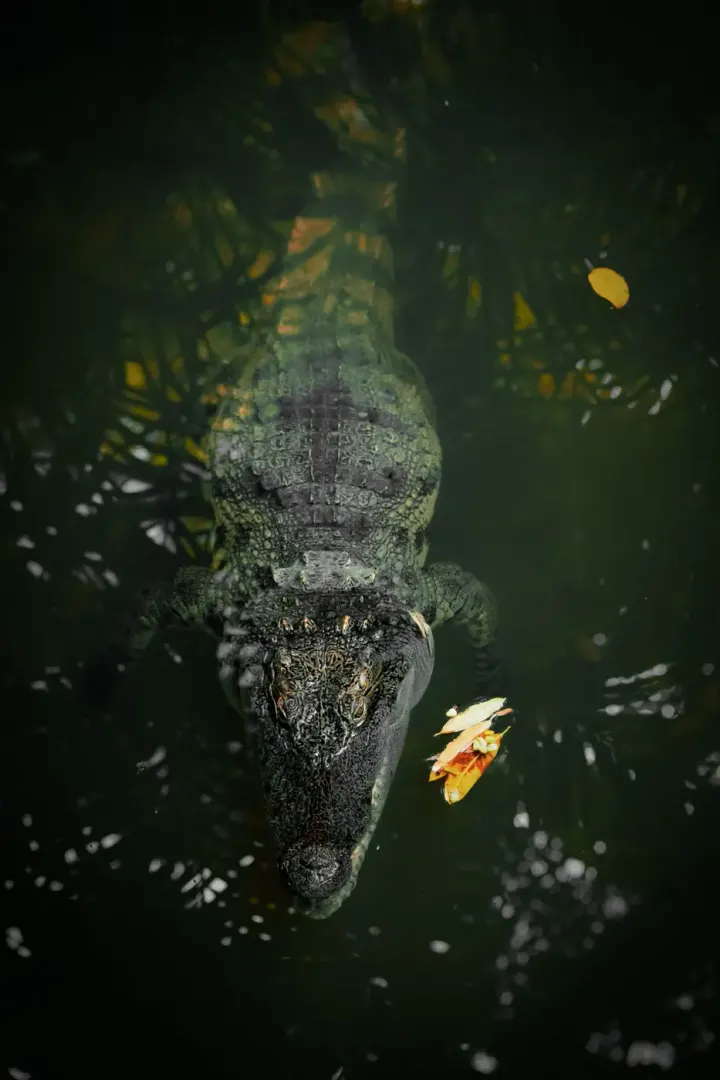 Chitwan National Park, Nepal
