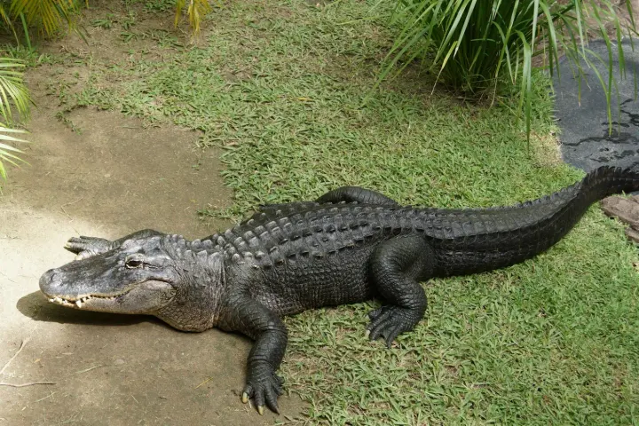 Everglades National Park, Florida