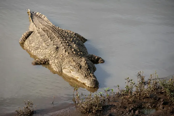 Kinabatangan River, Sabah, Borneo, Malaysia