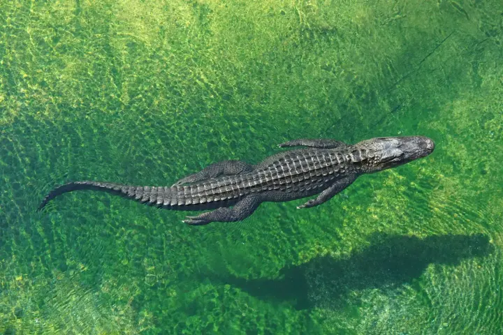 Northern Pantanal (Porto Jofre), Brazil