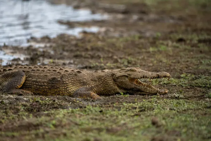Sundarbans, West Bengal, India
