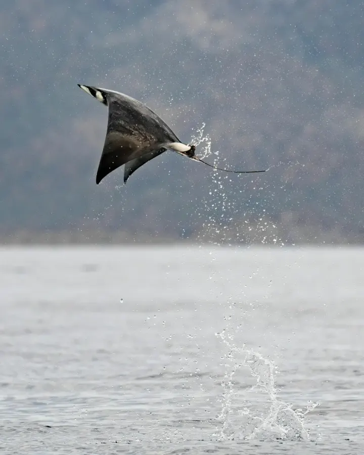 Magdalena Bay (Baja California Sur, Mexico)