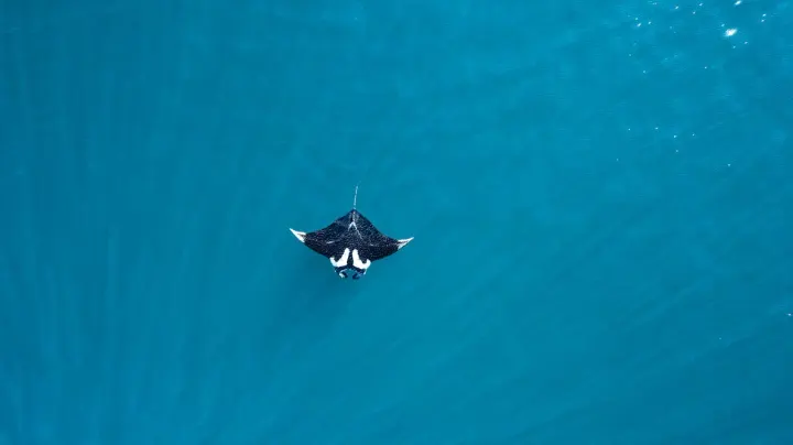Sea of Cortez / La Ventana (Mexico)
