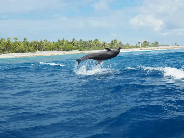 Dolphin Bay / Bocas del Toro (Panama)
