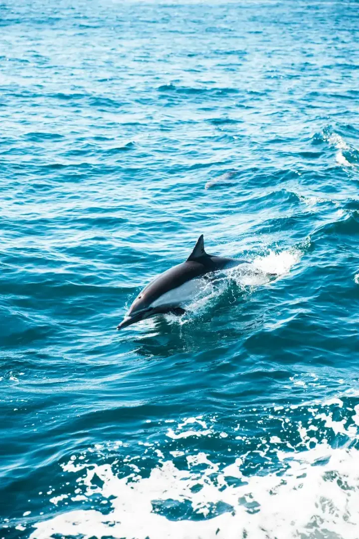 Azores (Portugal)