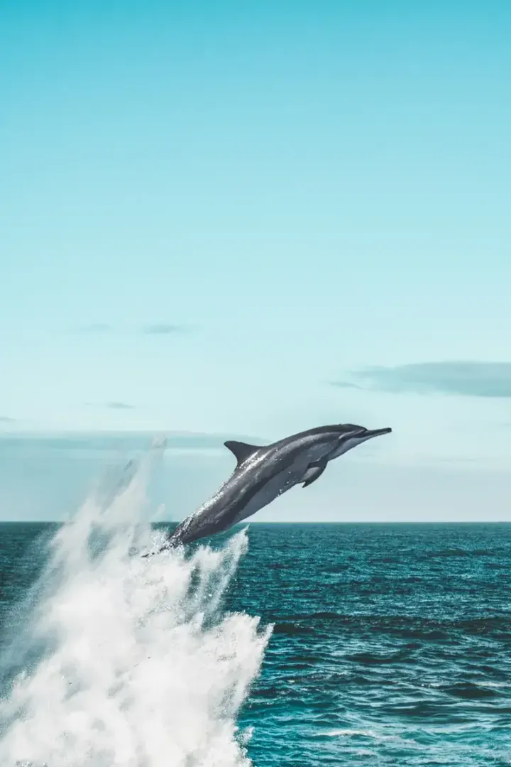 Bimini (Bahamas)