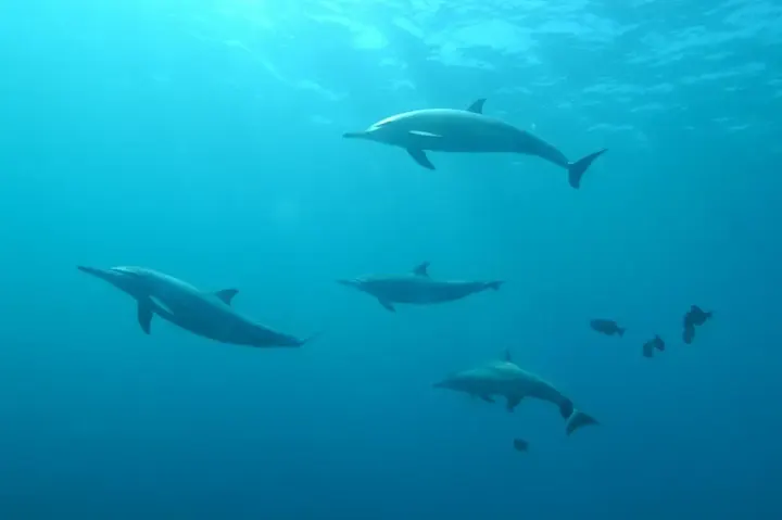 Oahu / Big Island (Hawaii, USA)
