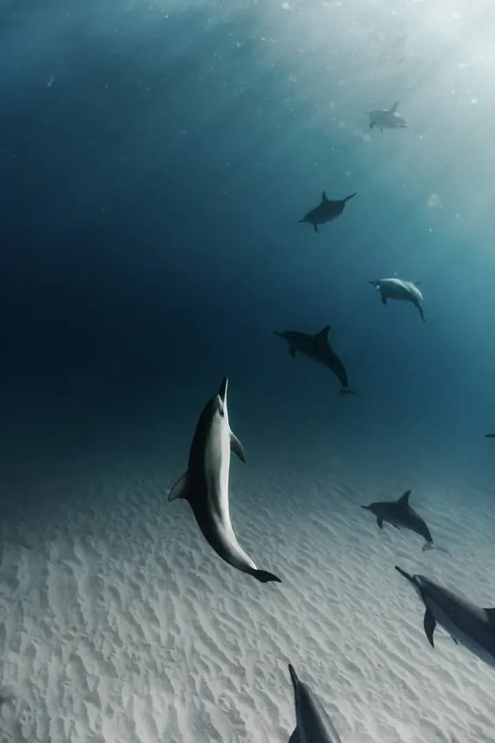 Wild Coast / Sardine Run (KwaZulu-Natal, South Africa)