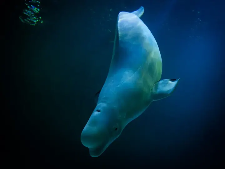 Ningaloo Reef (Western Australia)