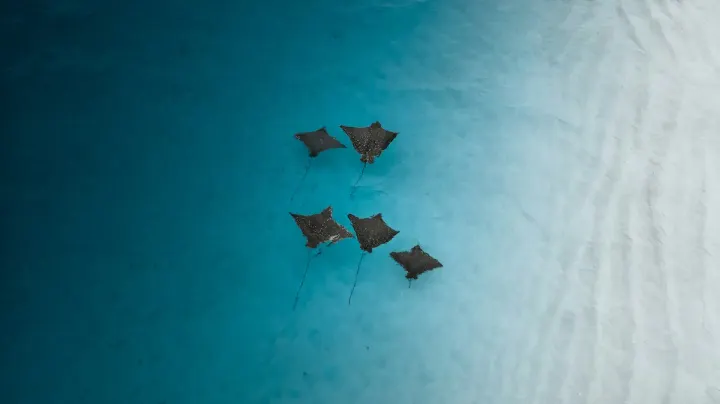 Cozumel (Mexico)