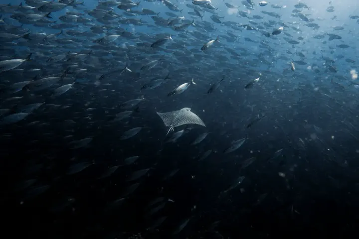 Galápagos Islands (Ecuador)