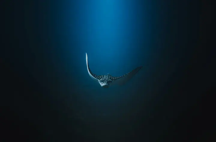 Grand Cayman / Eagle Ray Pass (Cayman Islands)