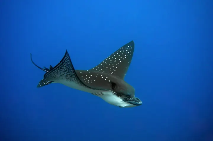 South Ari & Huvadhoo Atolls (Maldives)