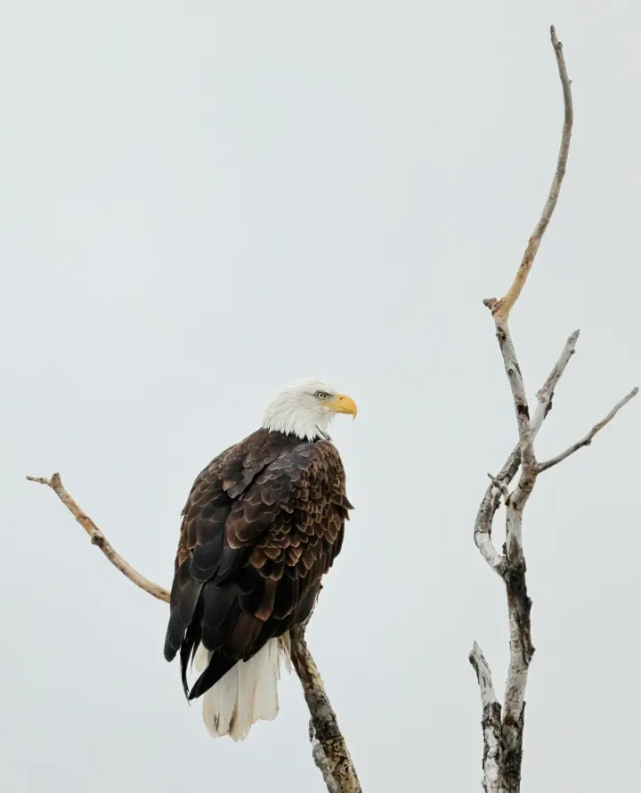 Chilkat Bald Eagle Preserve, Alaska