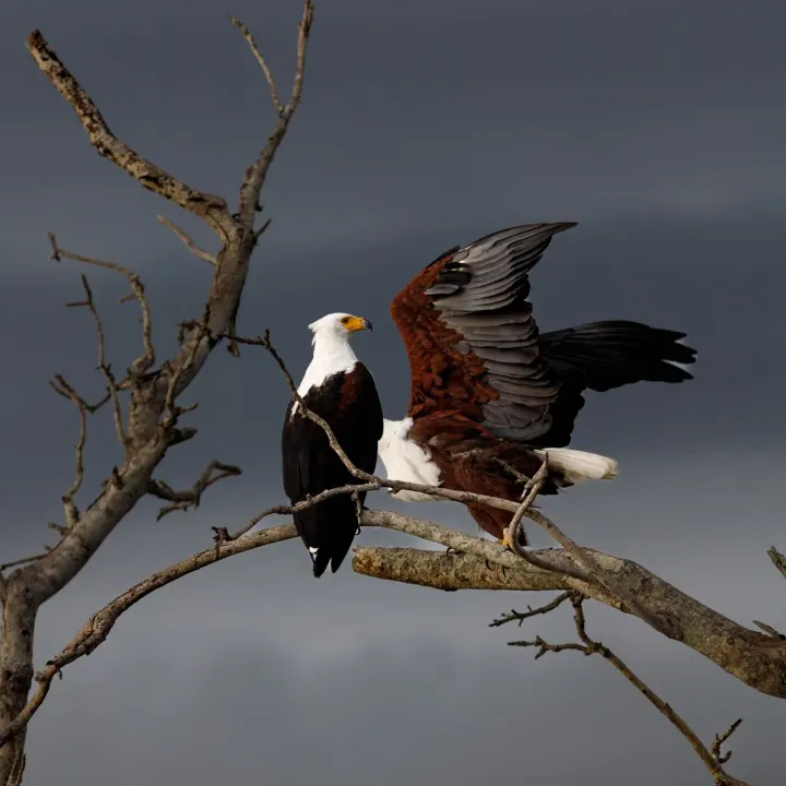 Chobe River, Chobe National Park, Botswana