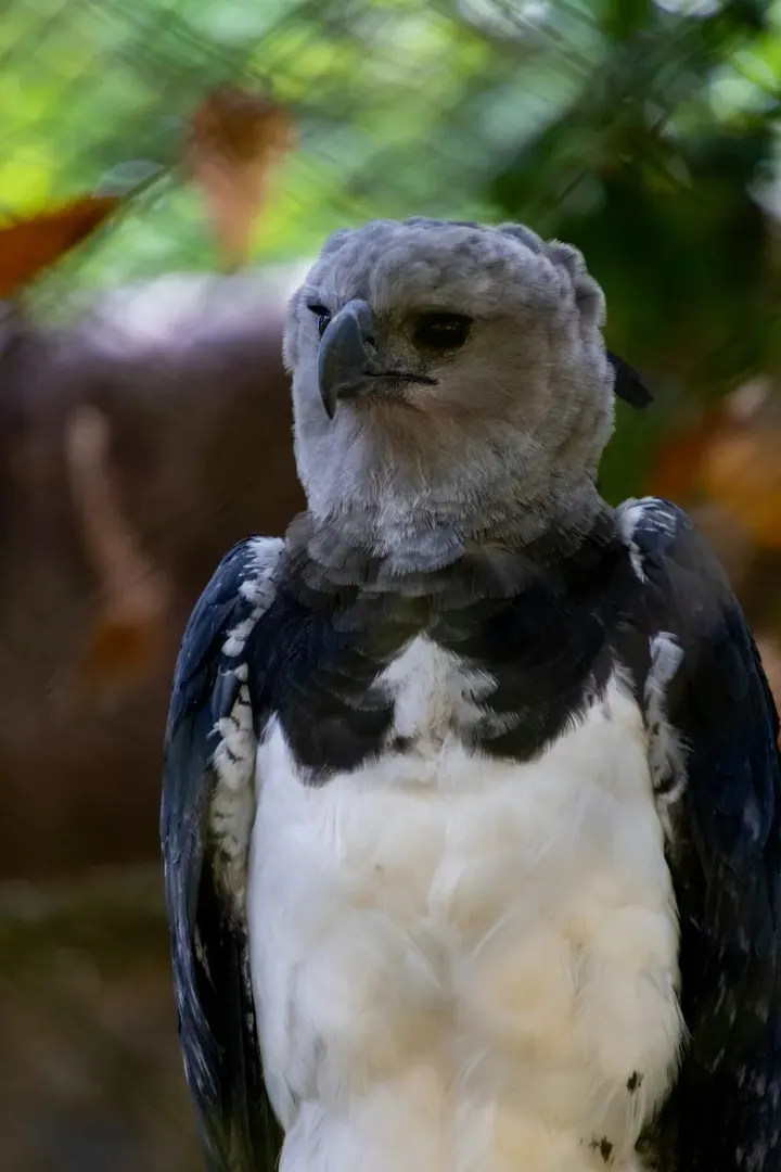 Darién National Park (Panama)