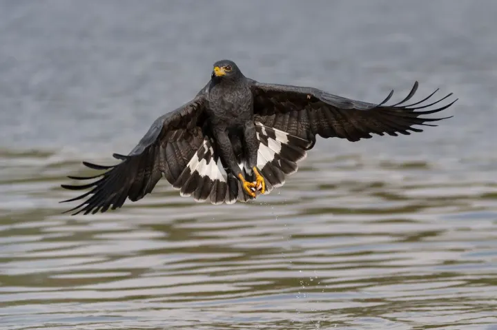 Lake Naivasha, Kenya