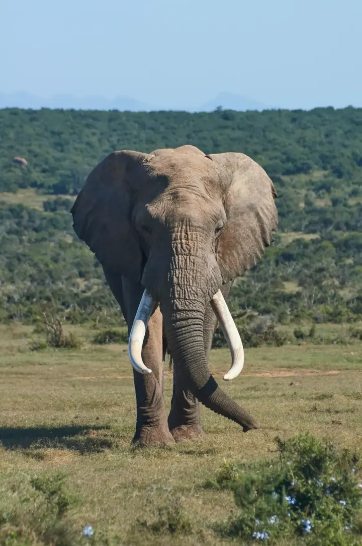 Addo Elephant National Park (Eastern Cape, South Africa)