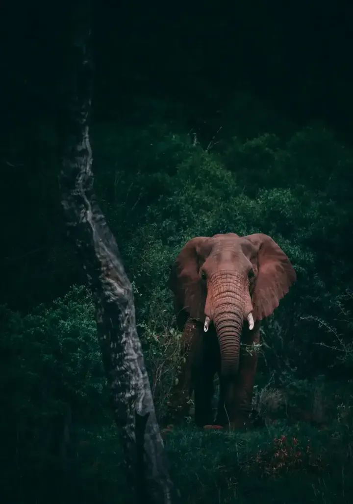 Amboseli National Park (Kenya)