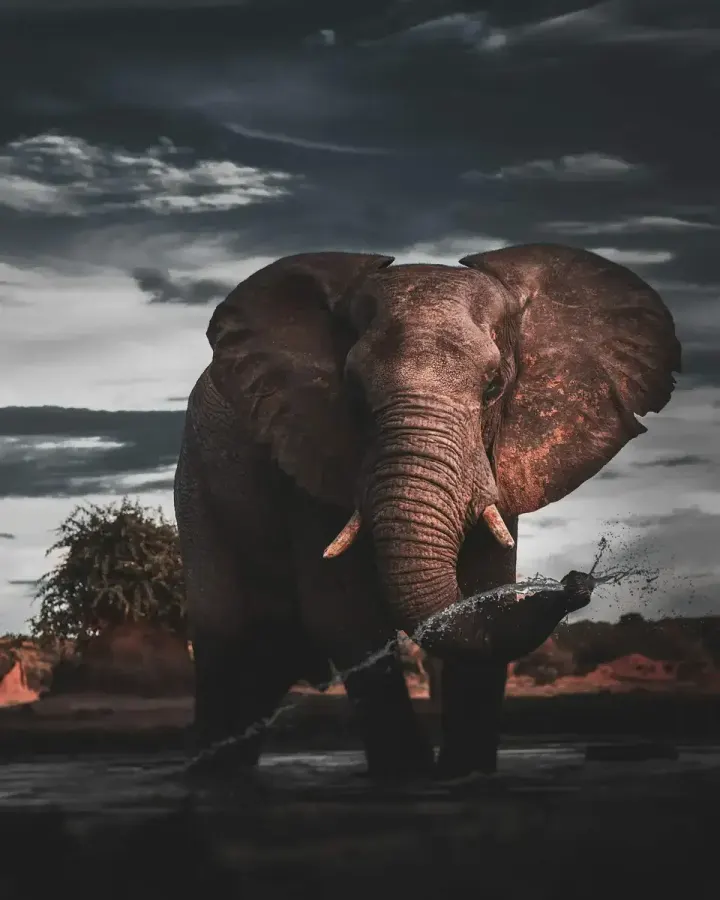 Chobe National Park (Botswana)